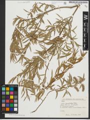 Foto von Salix pycnostachya Andersson